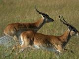 Africa 191 : Africa, Animal, Botswana, Mammal, Okavango, Red Lechwe, Vumbura Plains